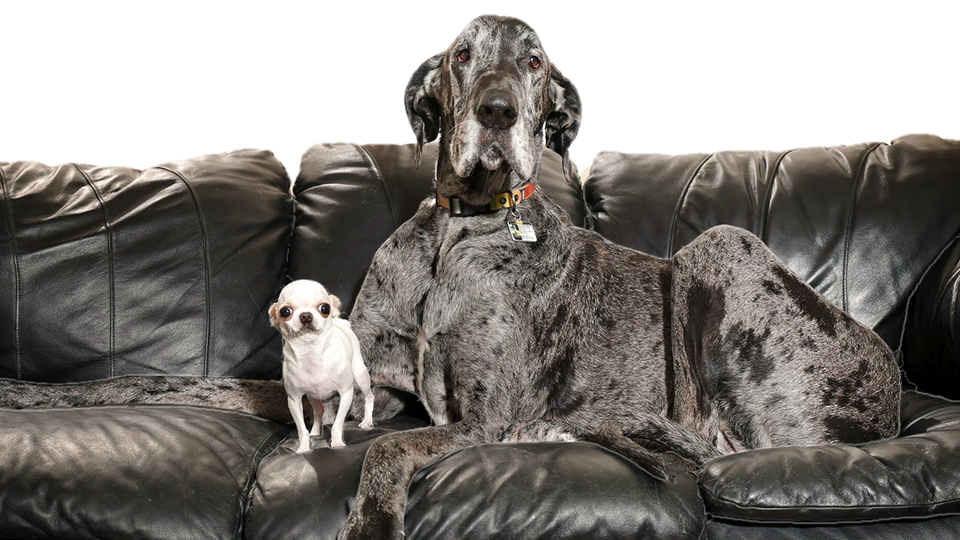 A large grey-black Danish dog and a tiny dog sitting together on on a black couch 
