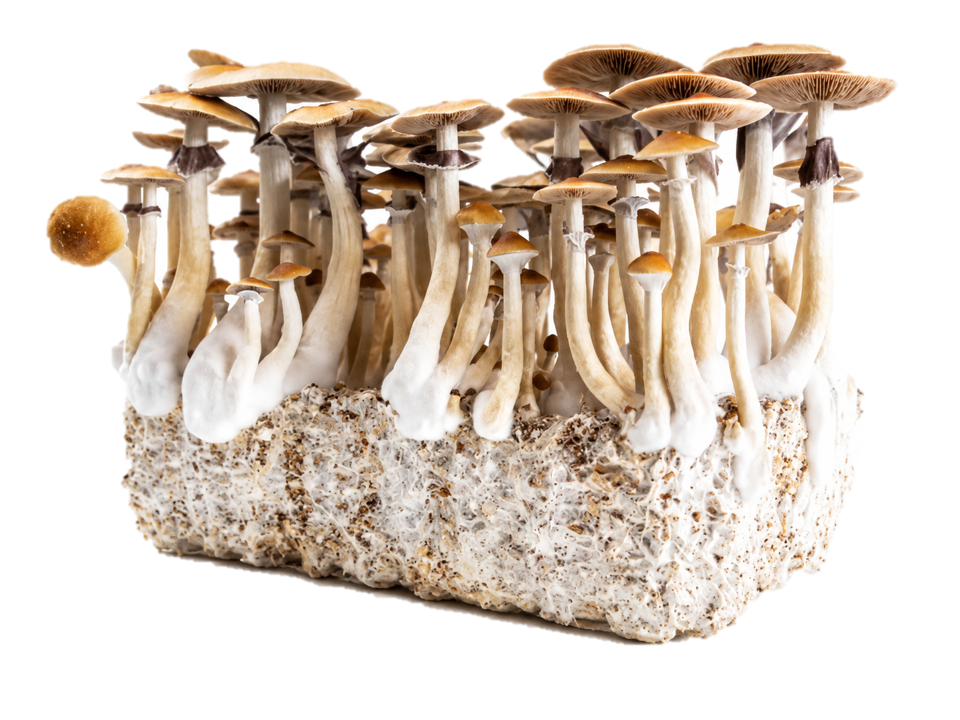 Mushroom growing block with mushrooms sprouting on a white background