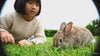 Little rabbit on field